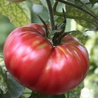 Plant de tomate 'Rose de Berne' bio : pot de 0,5 litre